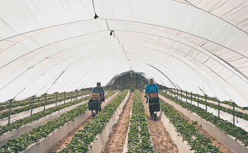  وصول أكثر من ألف عاملة موسمية مغربية إلى هويلفا لموسم جني الفواكه الحمراء 